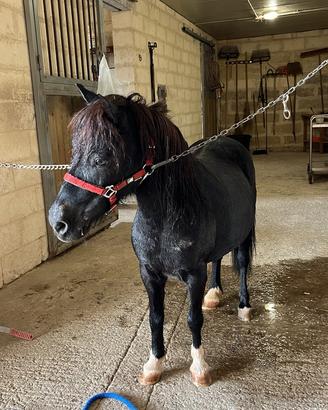 Pony gravida