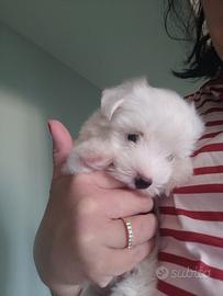 Maltese maschio