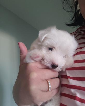 Maltese maschio