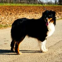 Maschio Australian shepherd/Pastore australiano