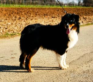 Maschio Australian shepherd/Pastore australiano
