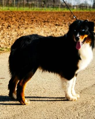 Maschio Australian shepherd/Pastore australiano