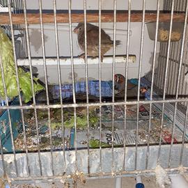 Diamanti mandarino pulli di 40 giorni