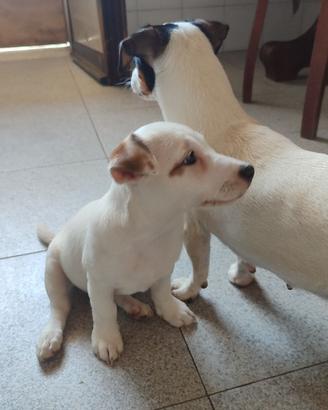 Ultimo cucciolo di Jack Russell disponibile