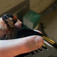 Cardellino maschio