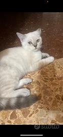 Gattina Scottish