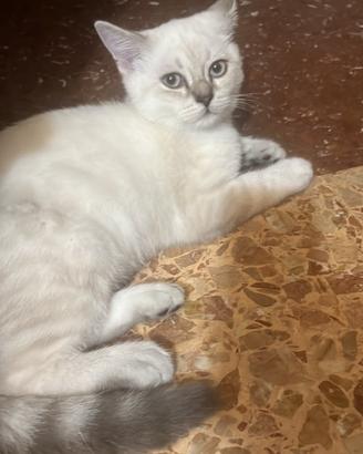 Gattina Scottish