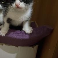 Gattino 1 mese e mezzo