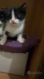 Gattino 1 mese e mezzo