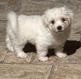Maltese