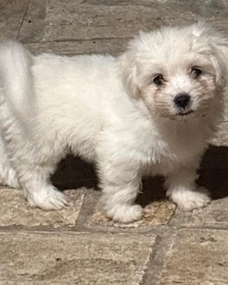 Maltese