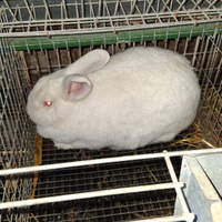 Coniglia nuova Zelanda