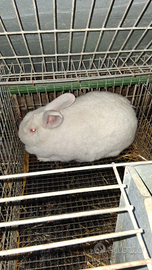 Coniglia nuova Zelanda