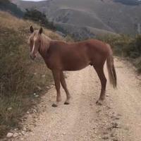 Puledro maremmano anam
