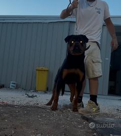 Cucciolo di rottweiler