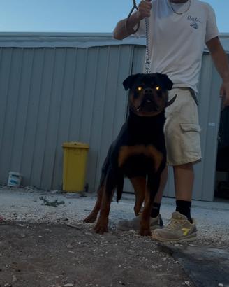 Cucciolo di rottweiler