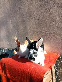 Conigli piccoli, medi e grandi