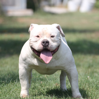 Maschio american Bully per accoppiamento