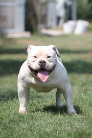 Maschio american Bully per accoppiamento