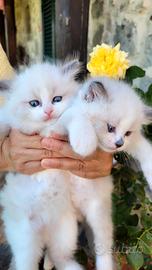 ragdoll con pedigree 