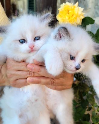 ragdoll con pedigree 