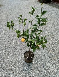 Piante di limone