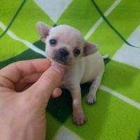 Stupendi chihuahua pedigree enci