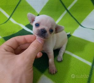 Stupendi chihuahua pedigree enci