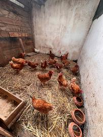Galline ovaiole