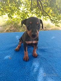 Cuccioli di Pinscher nano