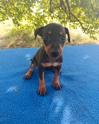 Cuccioli di Pinscher nano