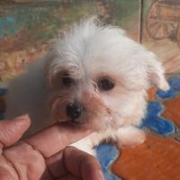 Maltese cucciolo