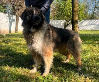 Prugna cane meticcio