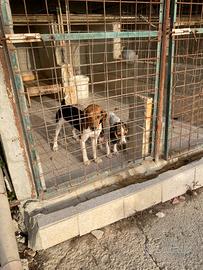 Cani mastri