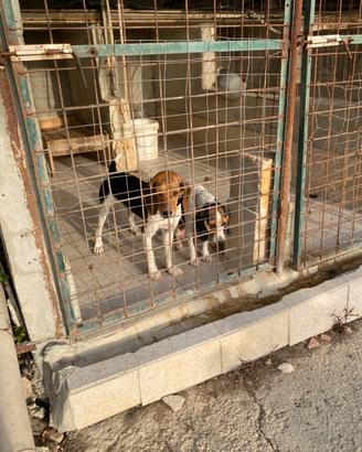 Cani mastri