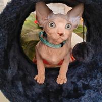 Sphynx