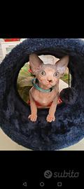 Sphynx