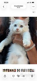Cucciolo di ragdoll con pedigree
