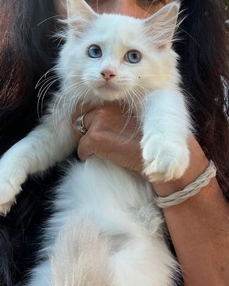Cucciolo di ragdoll con pedigree