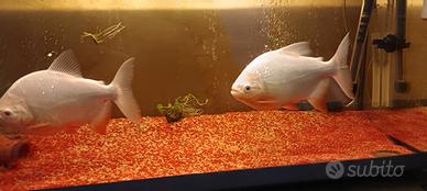 Piranha