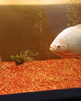 Piranha