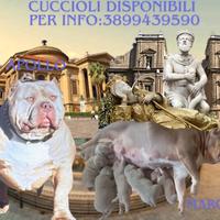 American bulli con pedigree