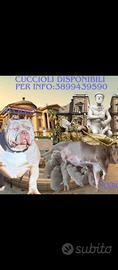 American bulli con pedigree