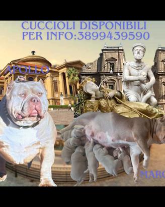 American bulli con pedigree