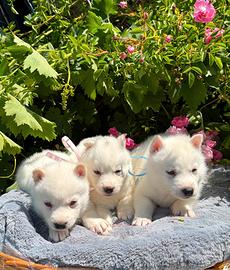 Siberian husky con pedigree ENCI
