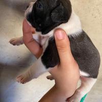 Disponibili dolcissimi cuccioli di bulldog