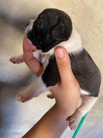 Disponibili dolcissimi cuccioli di bulldog