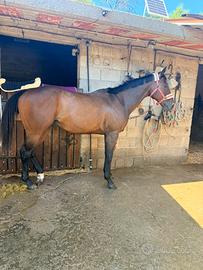 Cavallo psi