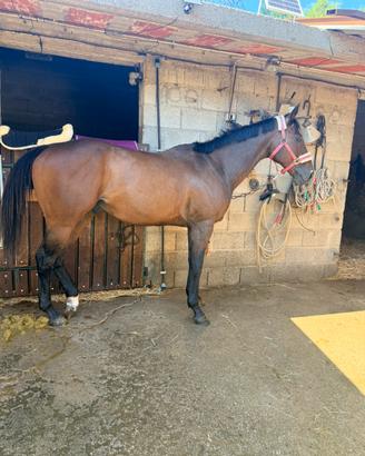 Cavallo psi