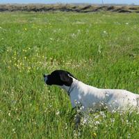 Pointer Inglese Bianco Nero con Pedigree